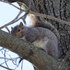 Eastern grey squirrel