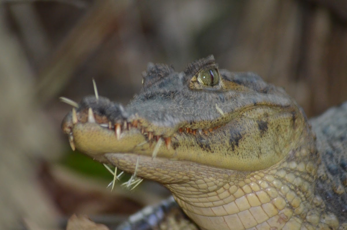 Spectacled caiman