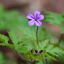 Herb-Robert