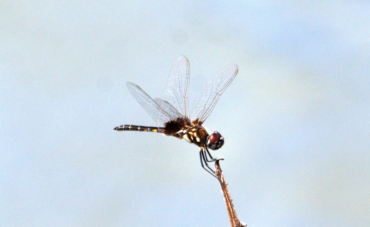 Marl Pennant