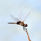 Marl Pennant