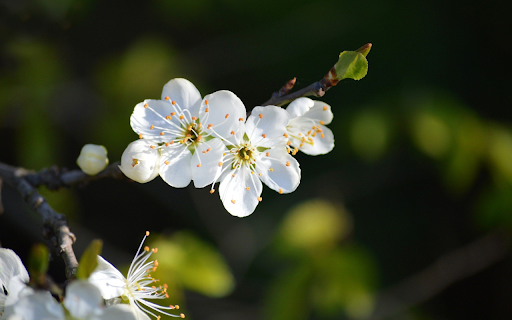 White plum blossoms