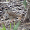 Song sparrow