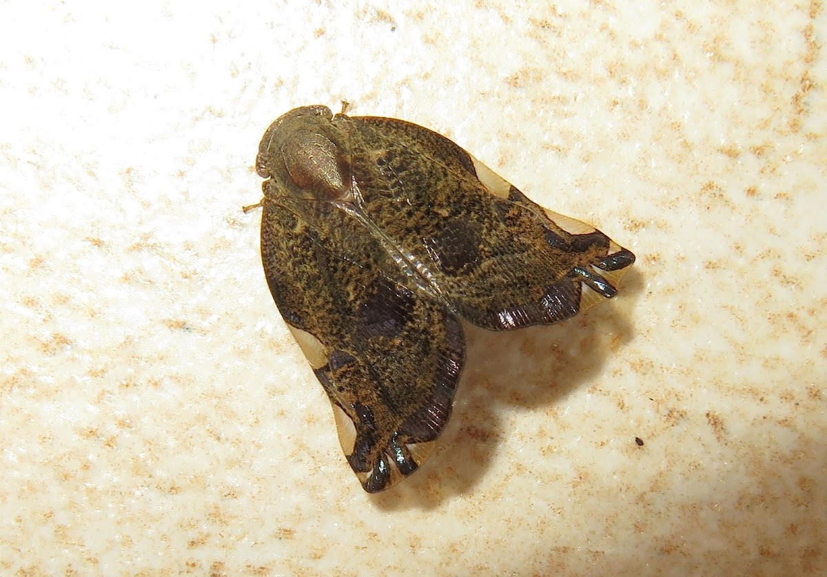 Ricaniid Planthopper