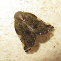 Ricaniid Planthopper