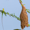 Baya Weaver nest w/ Green garden lizard