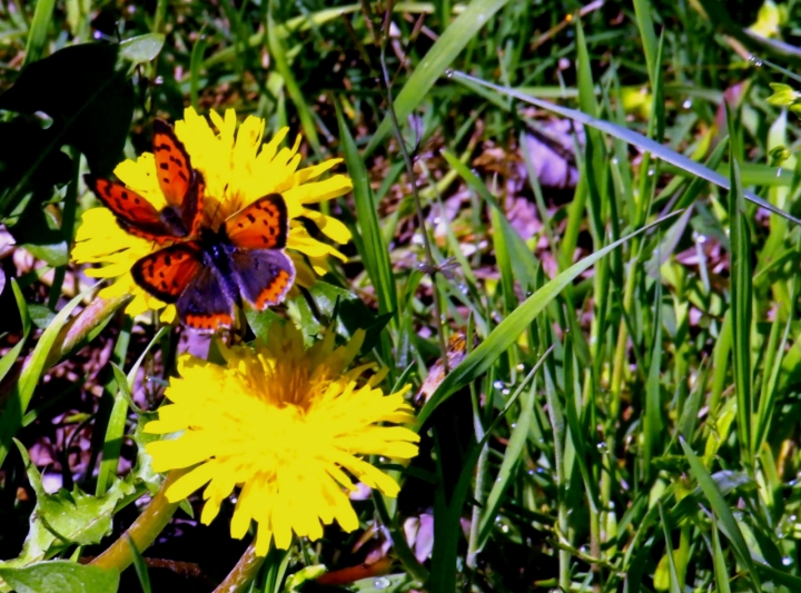 Fiori e farfalle di acquario