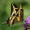 Eastern Giant Swallowtail Butterfly