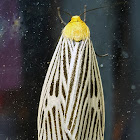 Erebid Moth