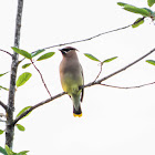 Cedar Waxwing