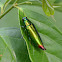 Jewel Beetle