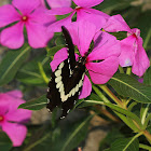 Common Mormon