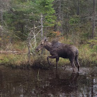 Canadian Moose