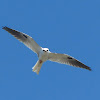 White-tailed Kite