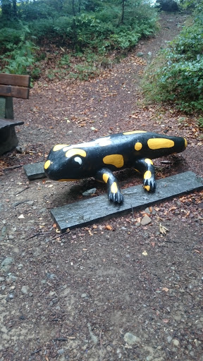 Feuersalamander