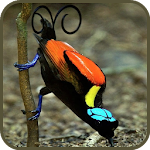 Cover Image of Download Paradise birds of Papua wallpaper 1.3 APK
