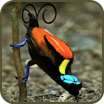 Cover Image of Unduh Paradise birds of Papua wallpaper 1.3 APK