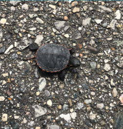 Painted Turtle