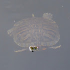 Red-eared Slider