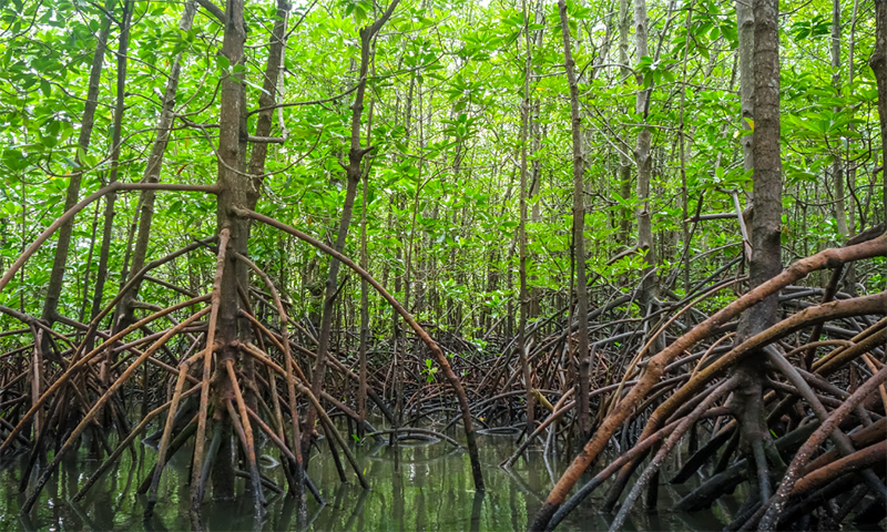 Mangrove Swamp