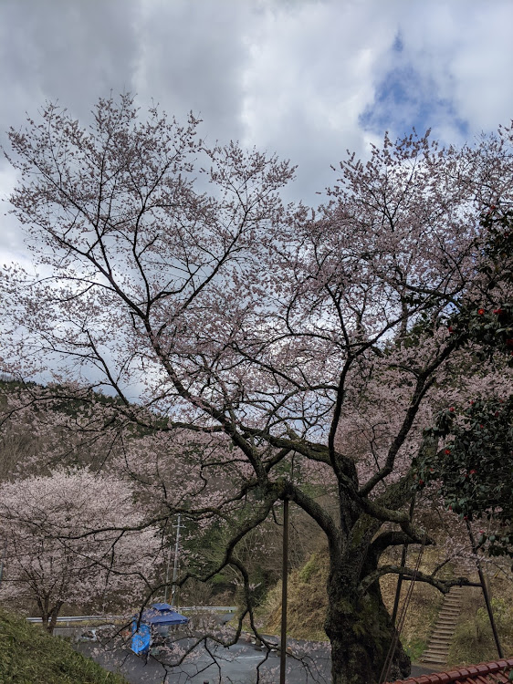 スイフトスポーツの米子・北海道・桜に関するカスタム事例の投稿画像3枚目