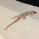 Common house gecko