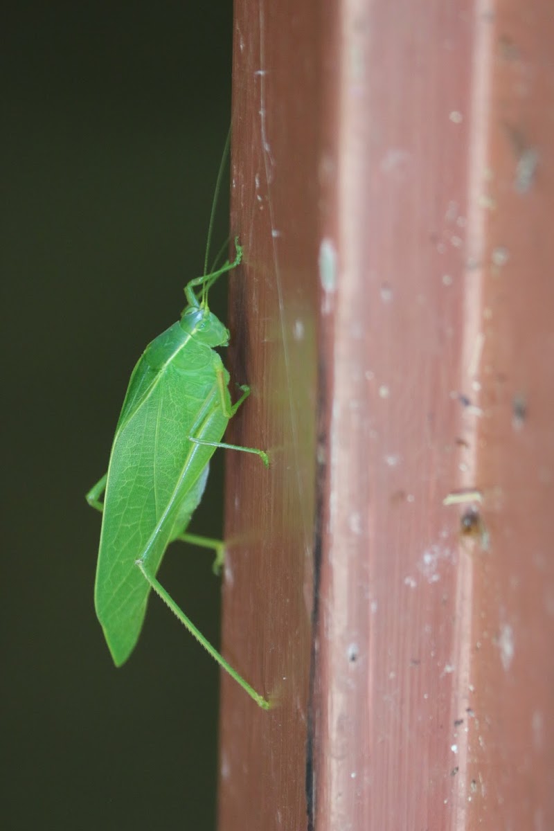 Bush cricket