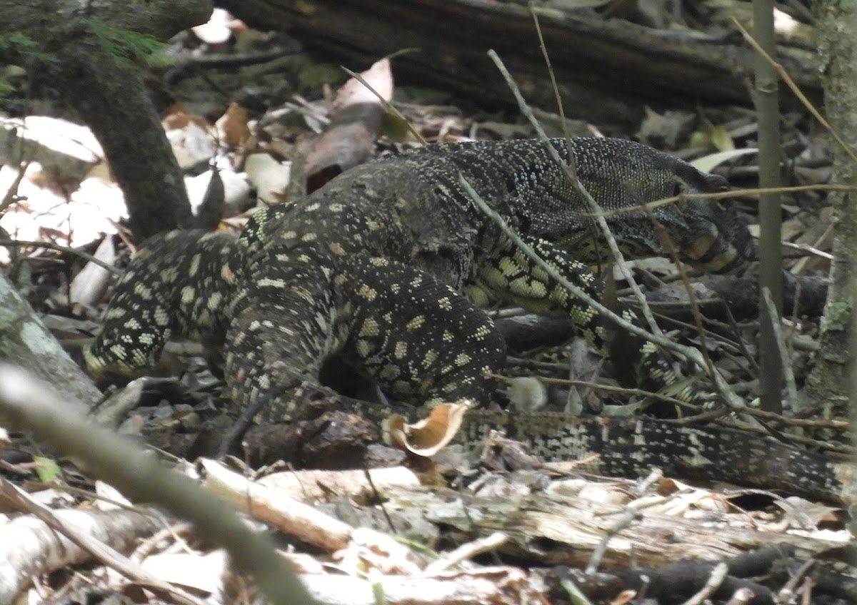 Lace monitor