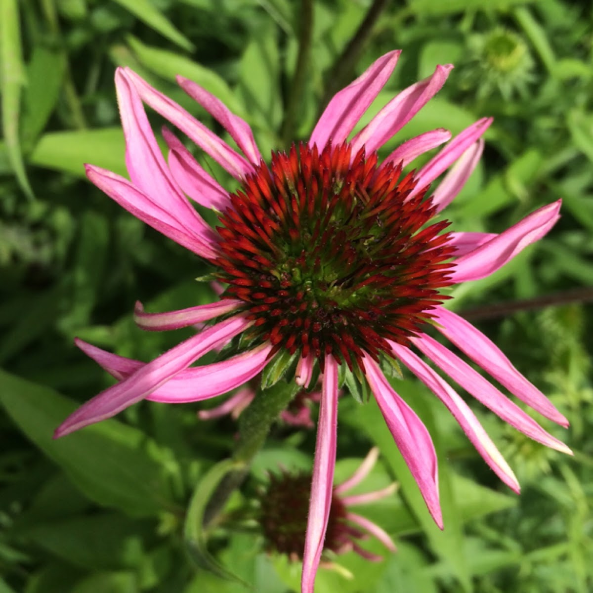 Eastern Purple Coneflower