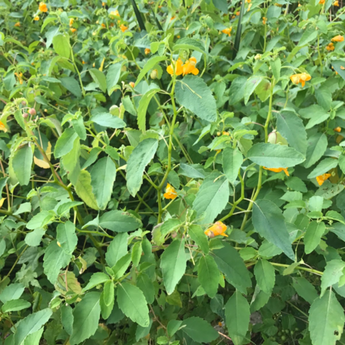 Orange Jewelweed