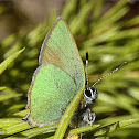 Green Hairstreak