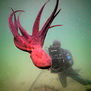 Cameraman Roger Horricks filming an octopus for 'Blue Planet II'. 