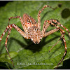 Lynx spider