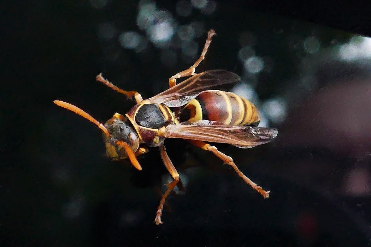 Common Paper Wasp