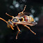 Common Paper Wasp