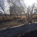 cottonwood tree