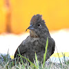 Canyon towhee