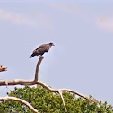 Bald eagle juvenile