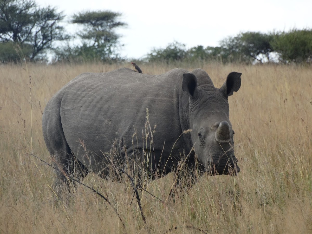 White Rhino