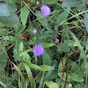 Devils bit scabius