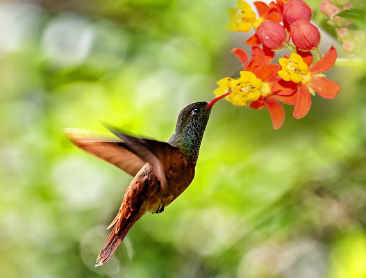 Colibrì..pochi grammi di leggerezza di angart71