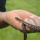 stripped keelback