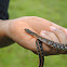 stripped keelback