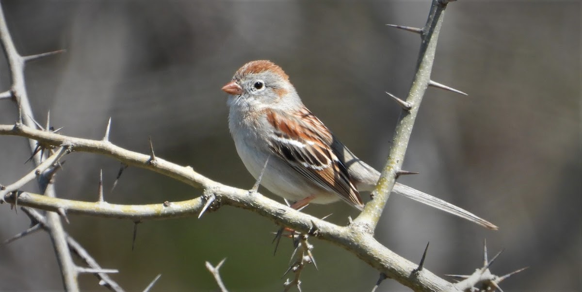 Field sparrow