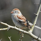 Field sparrow