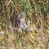 Grey Heron; Garza Real