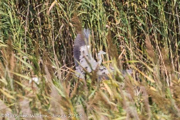 Grey Heron; Garza Real