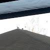 Unknown Spotting ( Two Doves, Resting On Top Of A Roof )