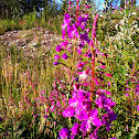 Fireweed