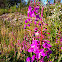 Fireweed